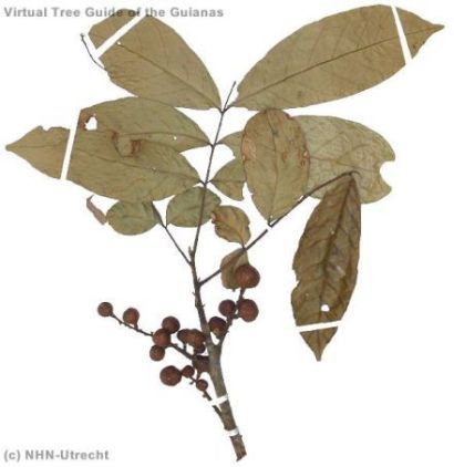 Guarea guidonia - гуарея